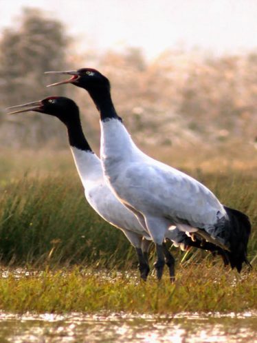 Black-Necked Crane Festival: 11th Nov, 2022