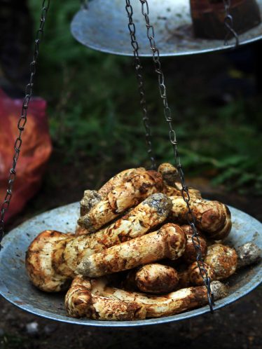 Matsutake Mushroom Festival: 31st Aug-1st Sep, 2022