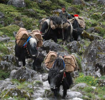 Trekking in bhutan