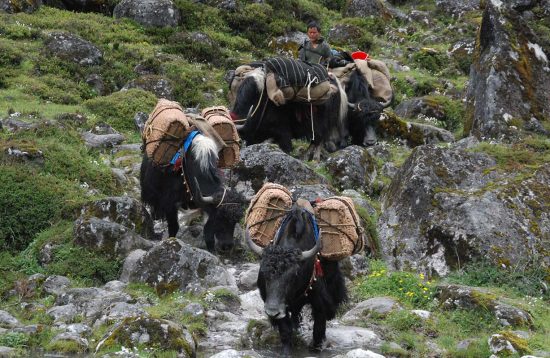 Trekking in bhutan